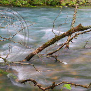Tree Limb at Blue Spring (Current River)
