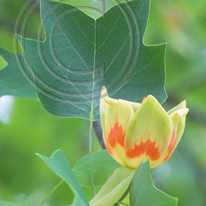 tulip poplar leaf and blossom