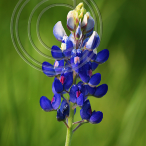 Texas bluebonnet