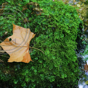 sycamore leaf on moss-covered rock