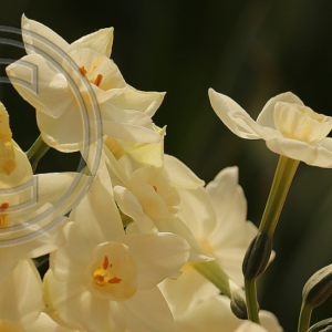 paperwhite narcissus blossoms