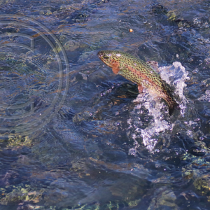 leaping rainbow trout