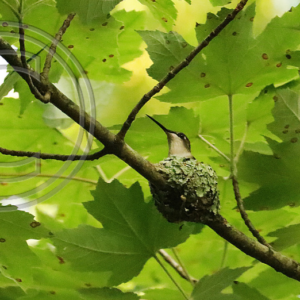 female ruby-throated hummingbird on her nest