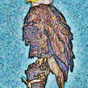 bald eagle, photo art