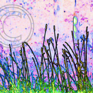 road-side grass