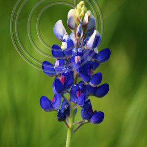 Texas bluebonnet