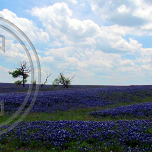 sky and prairie, clouds and bluebonnets
