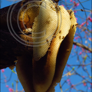 wild honey bee hive