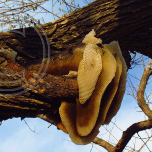 bee hive #3