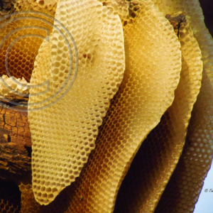 bee hive #2