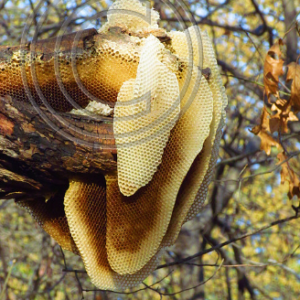bee hive #1