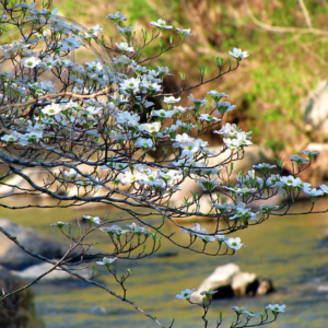 dogwood blossoms along McKenzie Creek, MO