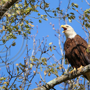 adult female bald eagle