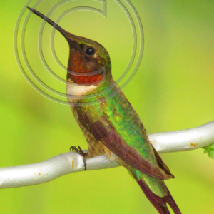 male ruby-throated hummingbird