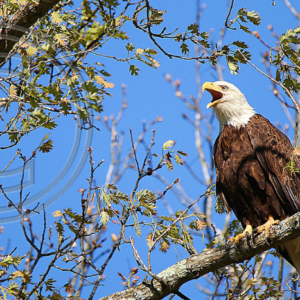 adult female bald eagle