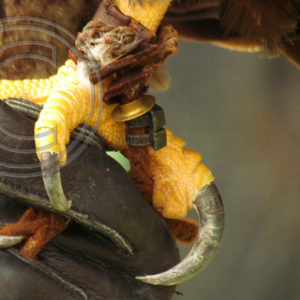 talons and jesses