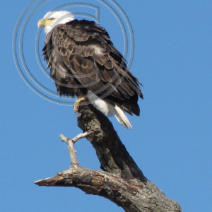 bald eagle
