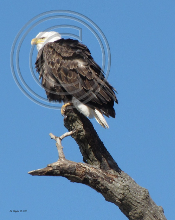 bald eagle