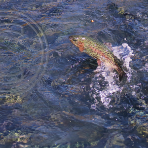 leaping rainbow trout
