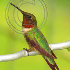 male ruby-throated hummingbird