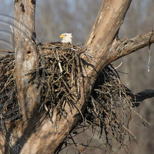 adult bald eagle on her new aerie