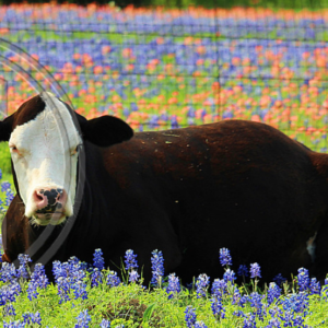 contented cow in Texas bluebonnets