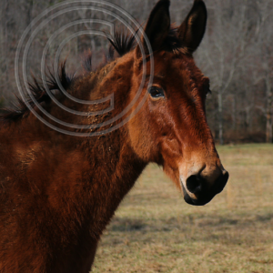Missouri mule