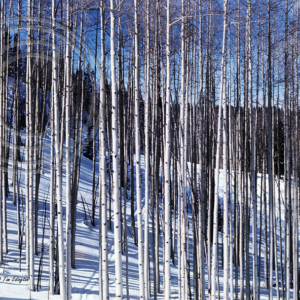 aspens in the snow