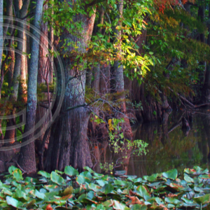 Village Creek, AR