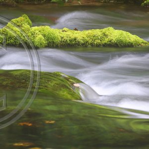 mossy log