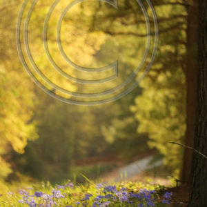 morning light on phlox along a country lane