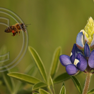 honey bee and bluebonnet blossom in the last hour of sunlight