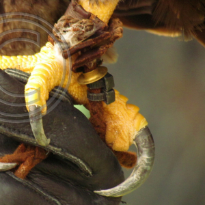 talons and jesses