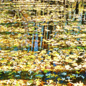 yellow leaves