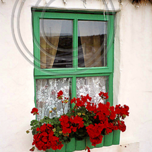 geraniums on the window sill, Inishmore, Ireland