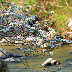 dogwood blossoms along McKenzie Creek, MO