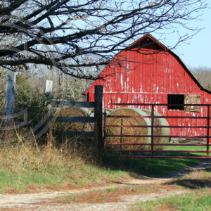 red barn past the tree