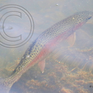 rainbow trout flashing its side colors