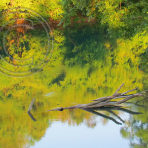 reflections on the river