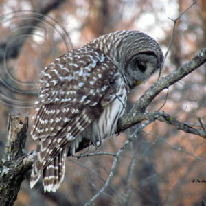 barred owl in profile