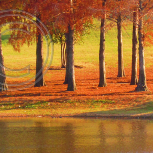 bald cypress trees beside the water