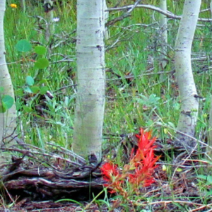 aspens and wild flowers
