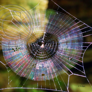 spider web