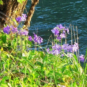 spring flowers along the spring branch