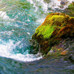 mossy rock