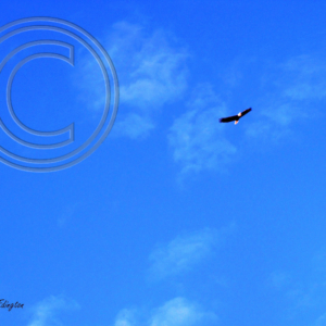 soaring bald eagle