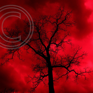 red sky, black tree