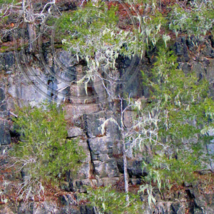 Spanish moss on cedar trees at Pin Oak