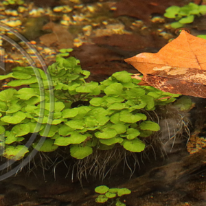 watercress with roots, sycamore leaves