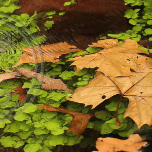 watercress and sycamore leaves